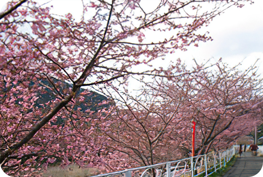 春のはじまり、河津桜