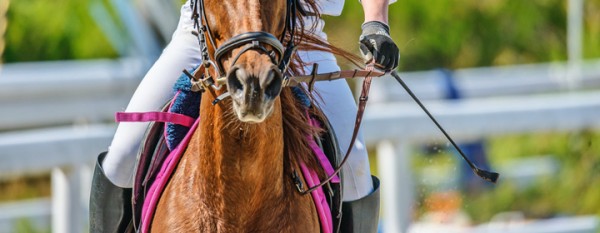 乗馬初心者必見！ムチの役割と注意点について分かりやすく解説サムネイル