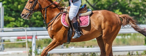 乗馬ライセンスって何？難易度や試験内容などの基本情報を解説サムネイル