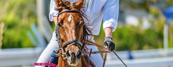 乗馬における扶助とは？馬に自分の意思を上手に伝える方法を解説サムネイル